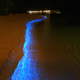 Illustration for article titled Worlds most beautiful beach glows like millions of stars at night